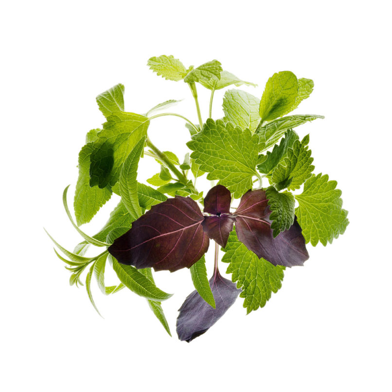 Buxton studio | Marcolini